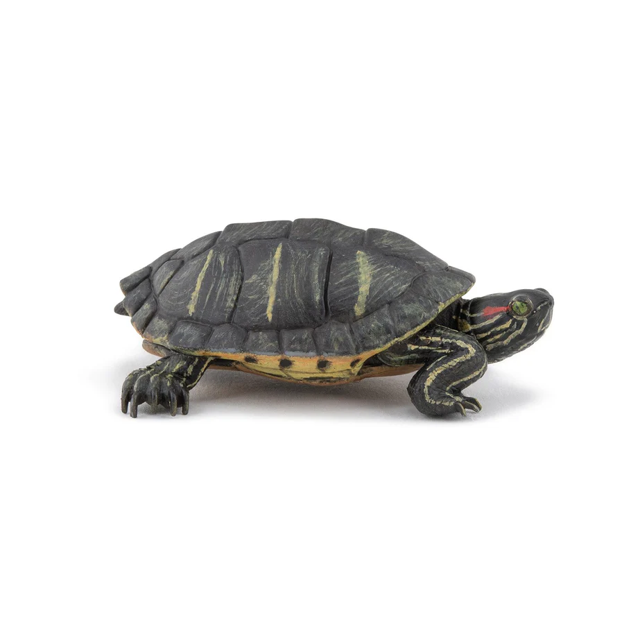 PAPO TARTARUGA DELLA FLORIDA 50309