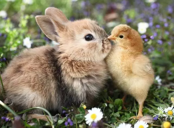 RAVENSBURGER PUZZLE PUPPIES COLLECTION: CONIGLIETTO E PULCINO 500 PZ 01900