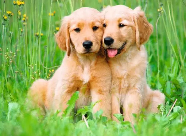 RAVENSBURGER PUZZLE PUPPIES COLLECTION: I FRATELLI GOLDEN RETRIEVER 500 PZ 01902