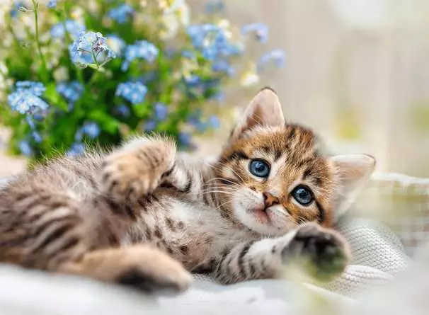 RAVENSBURGER PUZZLE PUPPIES COLLECTION: DOLCE GATTINO 500 PZ 01904