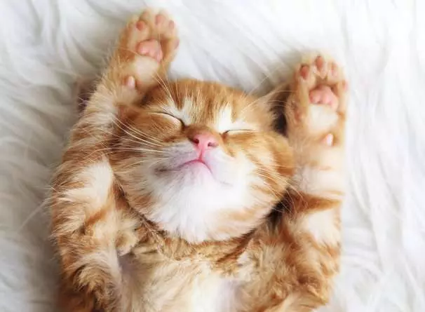 RAVENSBURGER PUZZLE PUPPIES COLLECTION: GATTINO SOGNATORE 500 PZ 01905