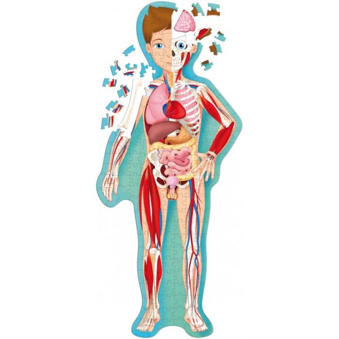 SASSI EDITORE TLE - IL CORPO UMANO - N.E. 2024 (FUORINORMA DI M. GAULE)